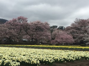 桜①